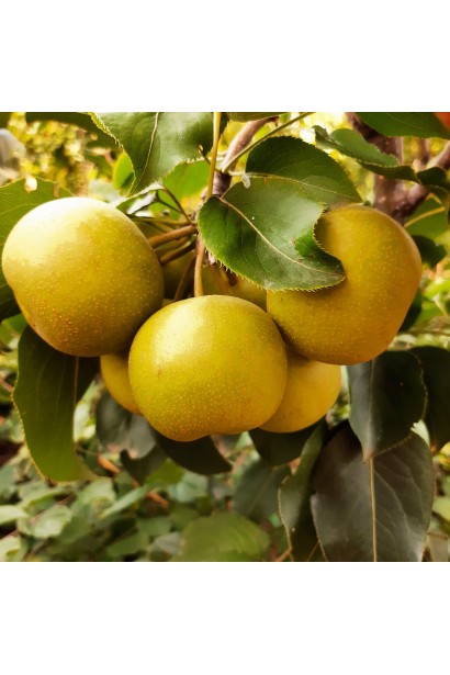 Pyrus pyrifolia ‘Chojuro’